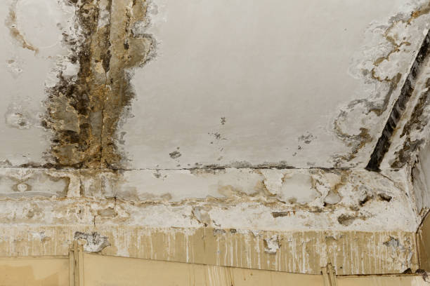 Mold Odor Removal Services in Dresden, OH